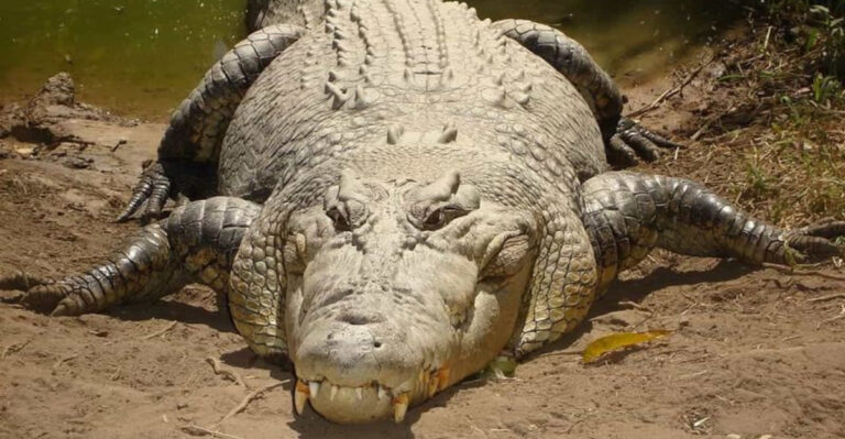 The True Size And Power Of Saltwater Crocodiles Explained