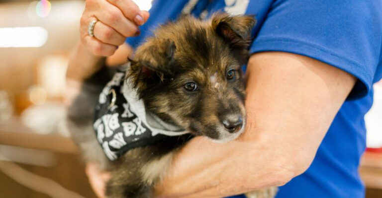 The Truth About Fostering A Dog In Texas And Why You Should Try It Too