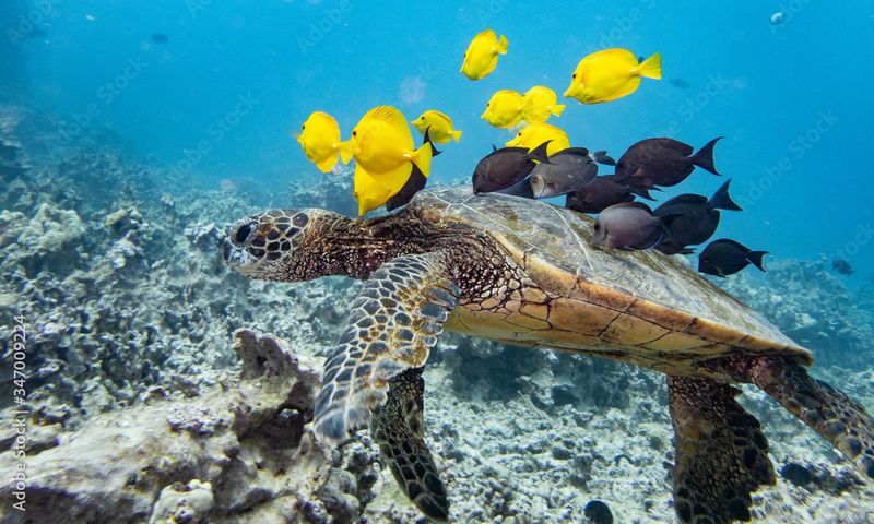 Turtle Cleaning Stations