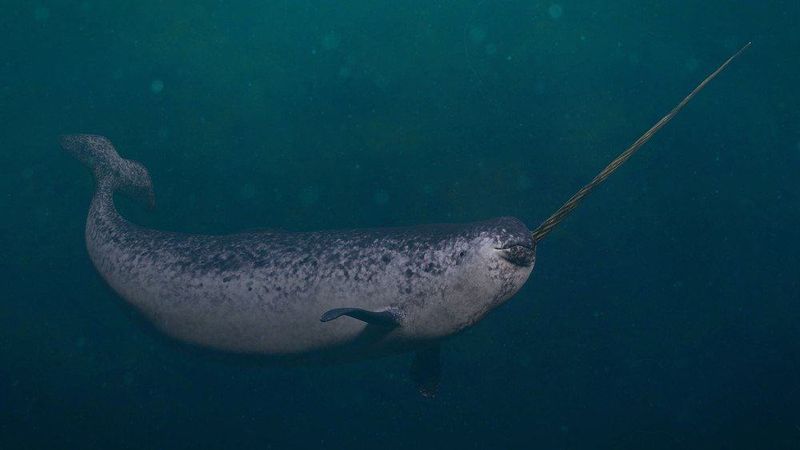 Masters Of The Deep Dive