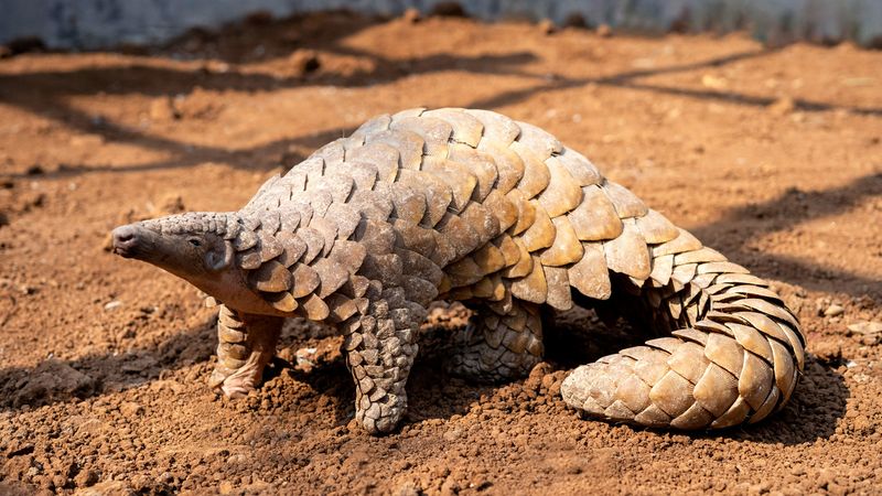 U.S. Proposal To Protect All Eight Pangolin Species