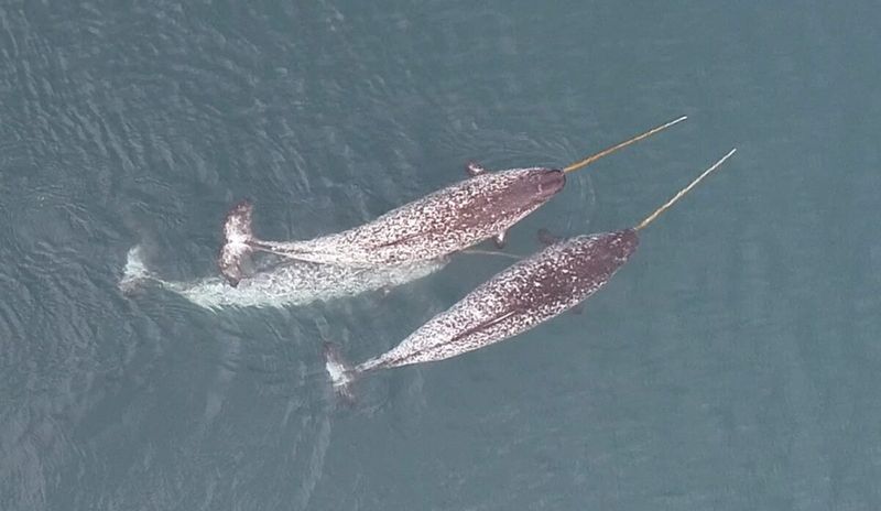 Mysterious Tusk Purpose Theories