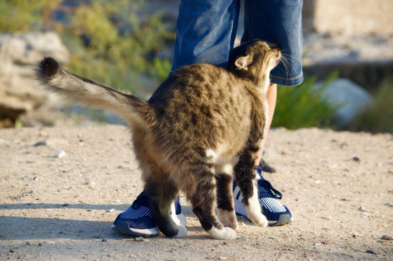 Scent-Marking As Connection