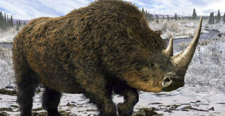 The Woolly Rhinoceros Was A Majestic Prehistoric Giant That Roamed The Earth