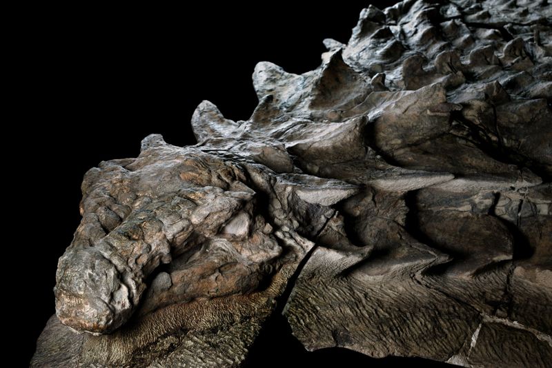 The Discovery Of The World's Best-Preserved Dinosaur