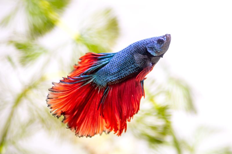Betta Fish: The Jewel Of Home Aquariums