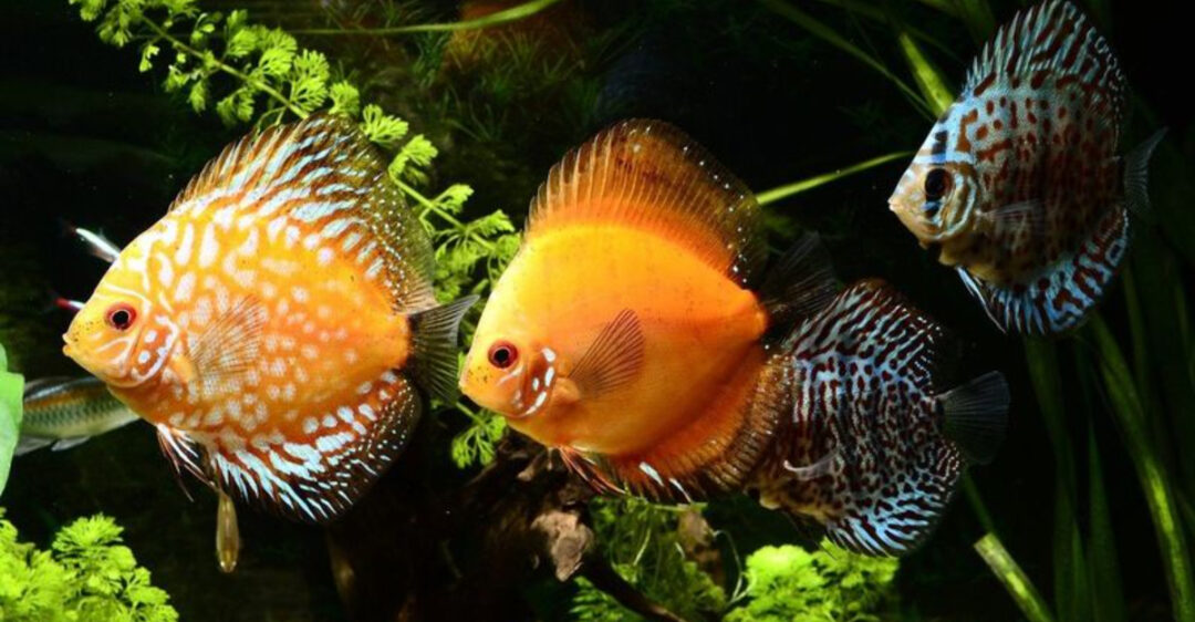 The World's Most Popular Aquarium Fish And 9 More That Win Over ...
