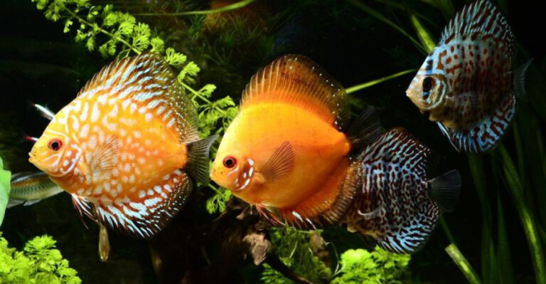 The World’s Most Popular Aquarium Fish And 9 More That Win Over Everyone’s Heart