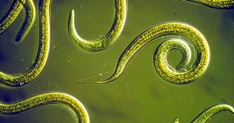 Cryptobiosis Allows Organisms To Pause Life Functions For Survival