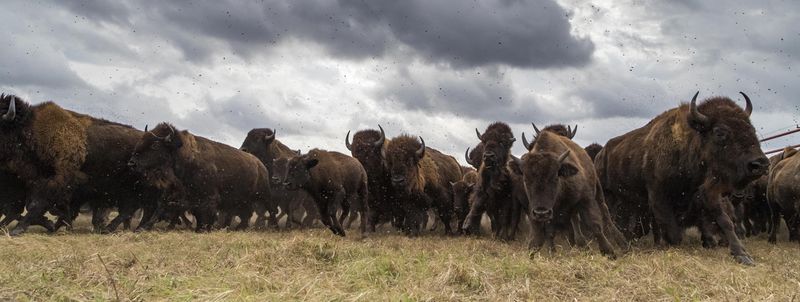 Early Conservation Heroes