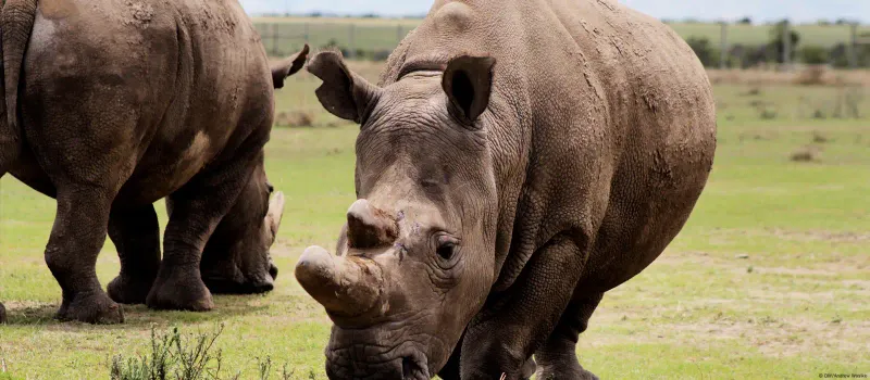 Many Species Are Still On The Same Path