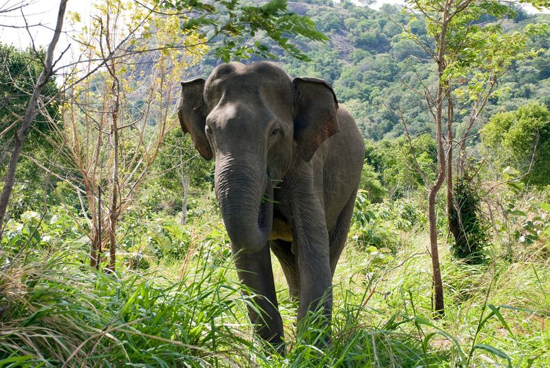 Without Elephants, Many Tropical Forests Could Struggle To Survive