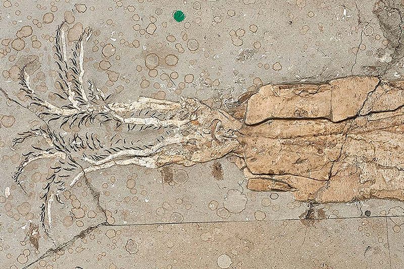 Understanding The Evolution Of Modern Squid Groups