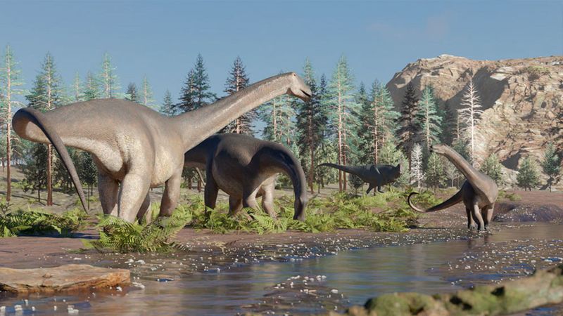Rebbachisaurs Likely Fed Close To The Ground