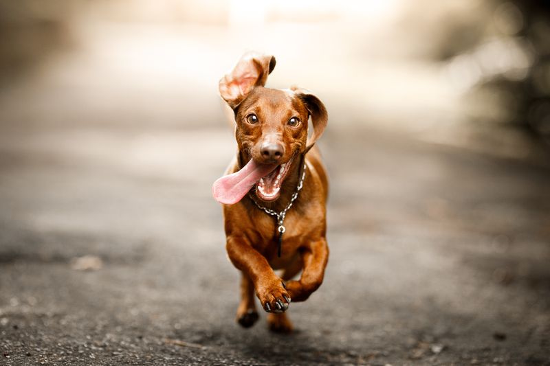 Zoomies Happen At Inappropriate Times