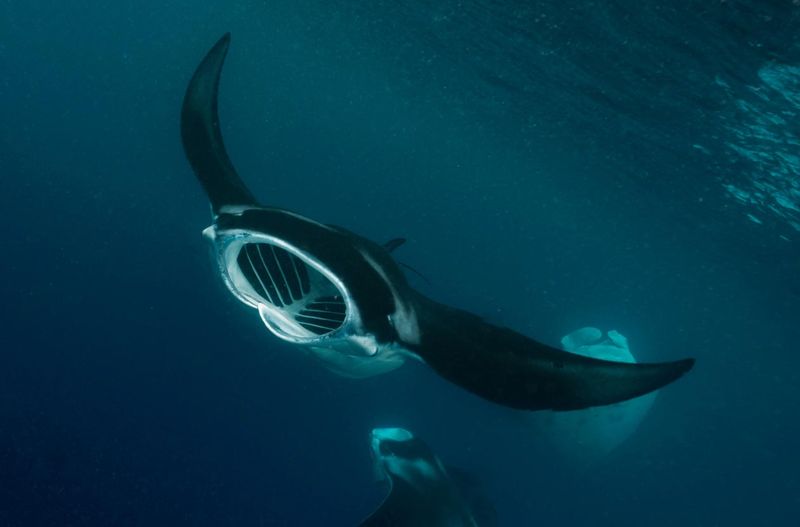 Despite Their Size, Manta Rays Are Gentle Filter Feeders