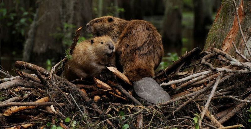 Beavers Once Thrived Across Britain Before Extinction