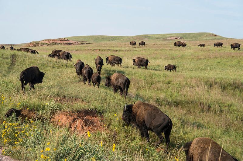 Wind Cave National Park: Underground Wonder, Aboveground Bison