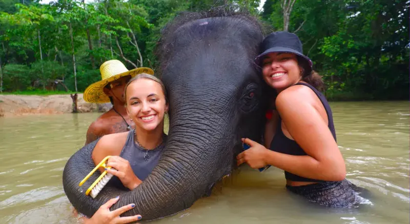Elephants
