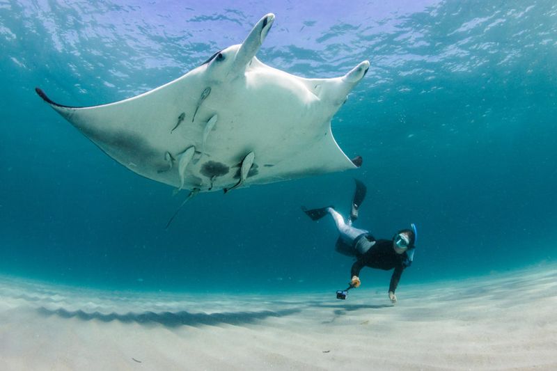 They Pose No Threat To Humans And Have No Stinger