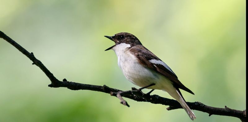 Not All Birds Need Teachers