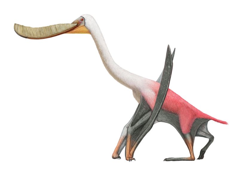 Pterodaustro
