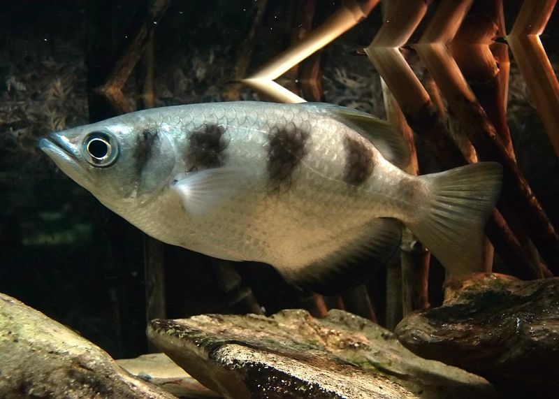 Archerfish Snipe Their Prey With Water Guns