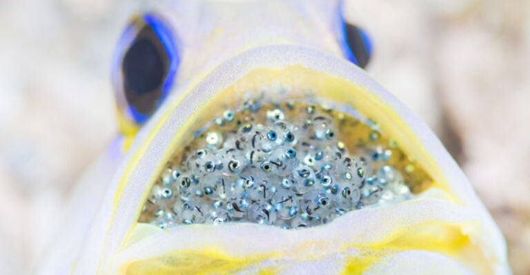 These 13 Fish Act So Strangely, Scientists Are Rethinking Everything