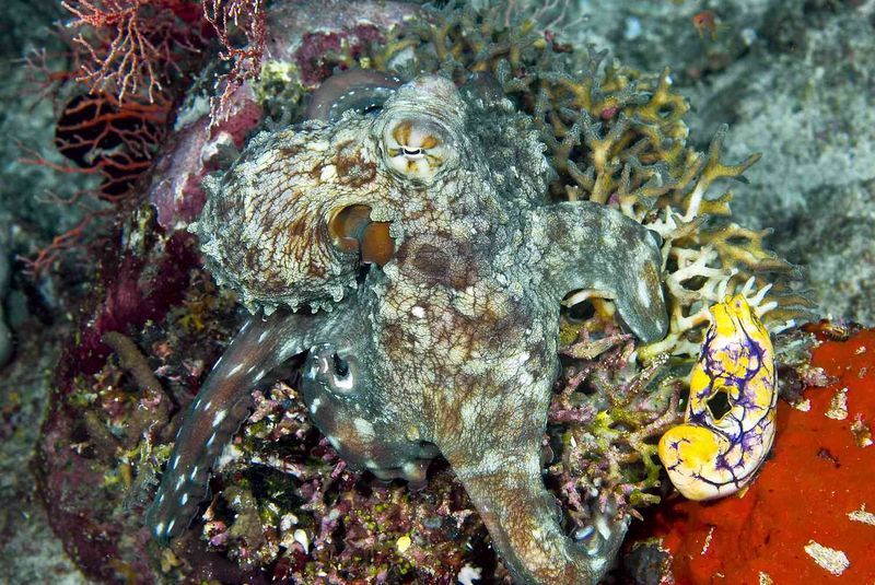 Octopuses: Masters Of Disguise