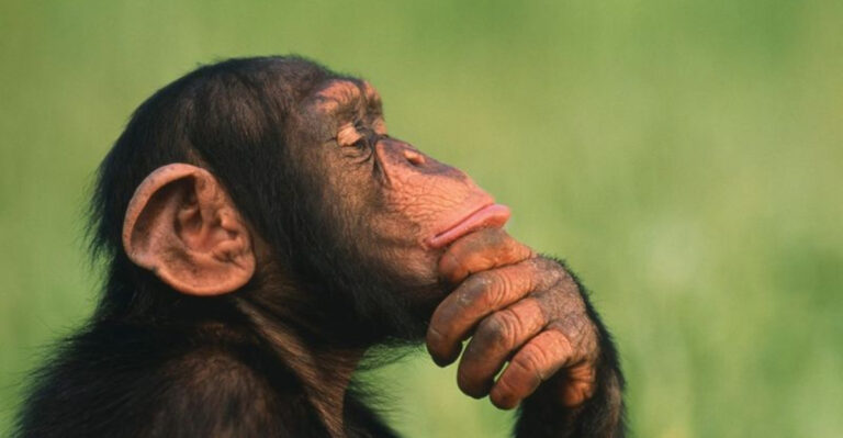 These 15 Predators Can Outsmart Their Prey In The Wild