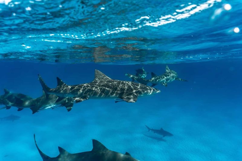 Living Sharks Boost Local Economies