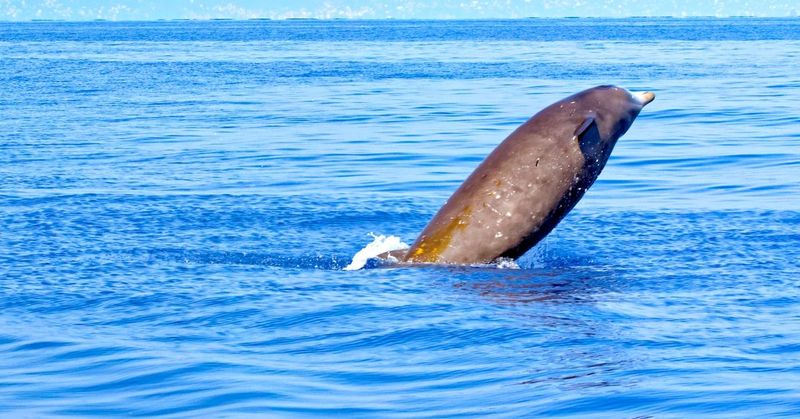 Cuvier's Beaked Whale