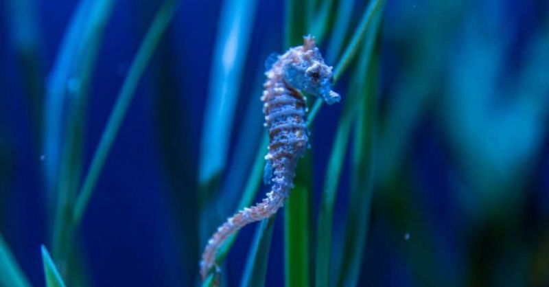 Sea Horse