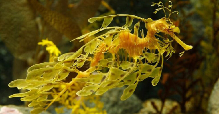 These Are The 14 Slowest Aquatic Animals In The World