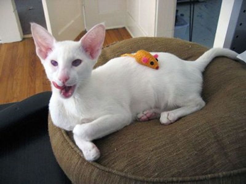 Albino
