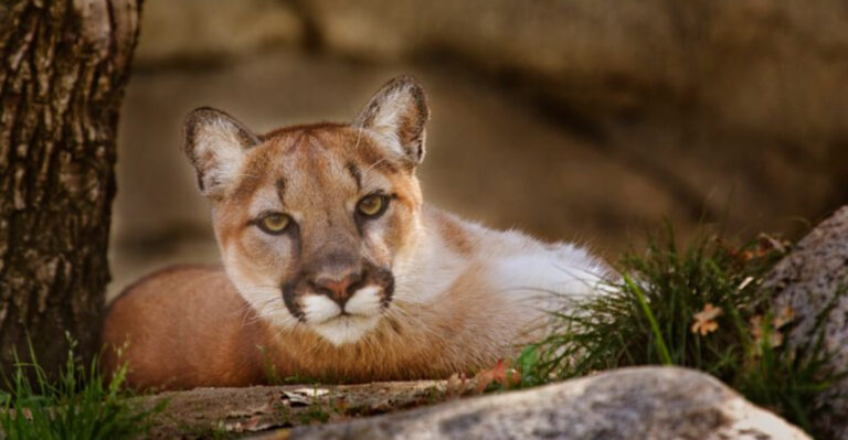 These Are The Biggest Wild Cats Ever Seen In Every U.S. State
