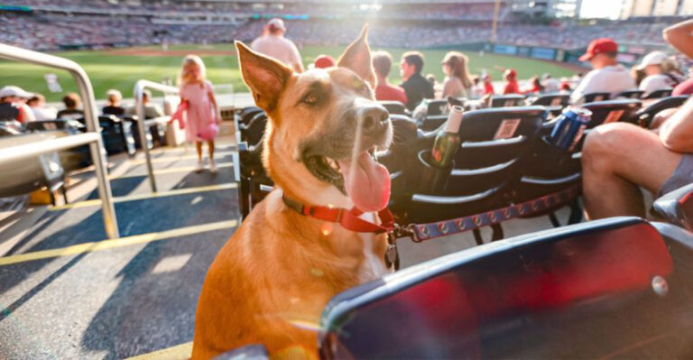 These Are The Most Dog-Obsessed Cities In America