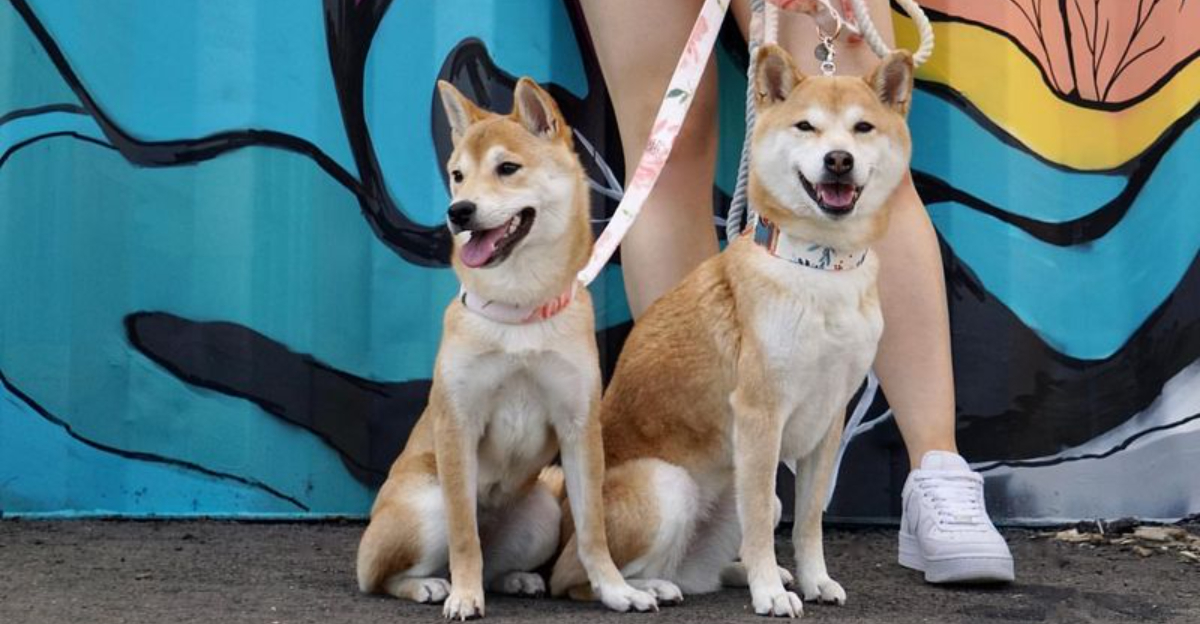 These Are The Most Popular Dog Breeds In New York City And Why Everyone Wants Them