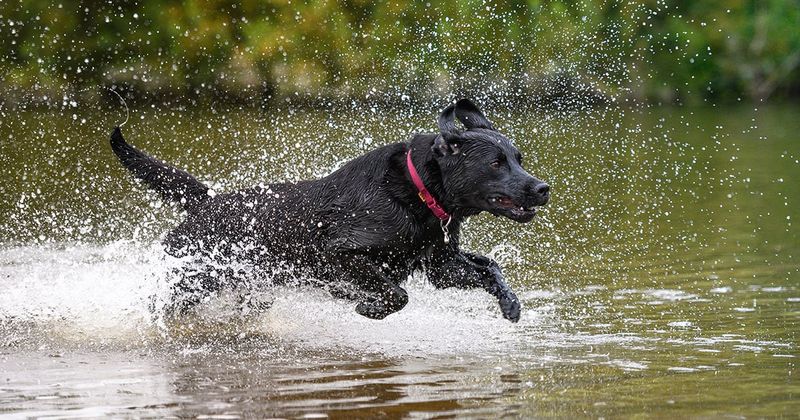 Labrador Retriever