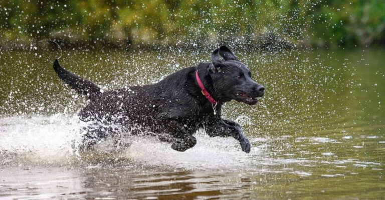These Athletic And Trainable Dogs Are The Stars Of The AKC Sporting Group