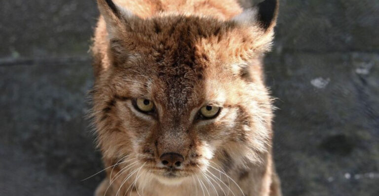 These Big Cats Are Rare And Nearly Impossible To Study, Here’s Why
