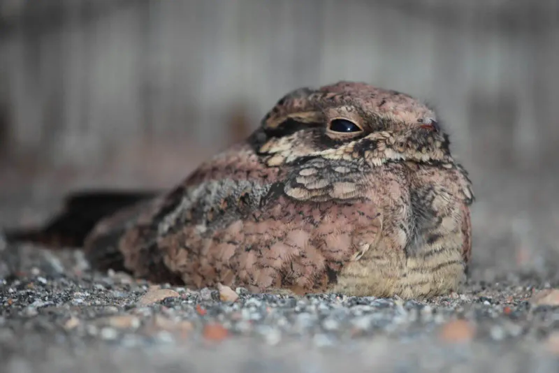 Australian Spotted Nightjar: Ground Nesting With Leaf Cover