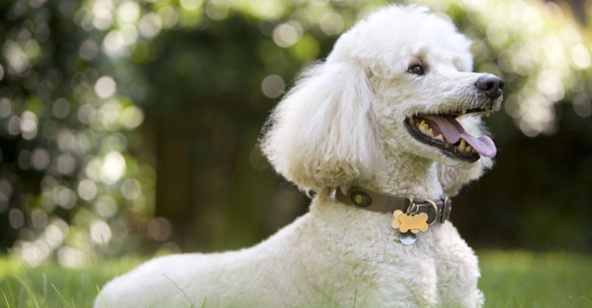 These Dog Breeds Are Taking Over Los Angeles, And They’re Not What You’d Expect