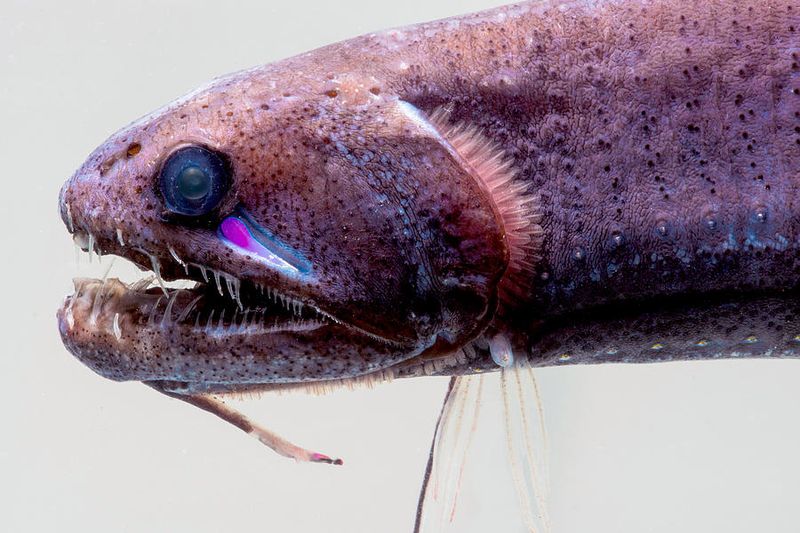 Threadfin Dragonfish