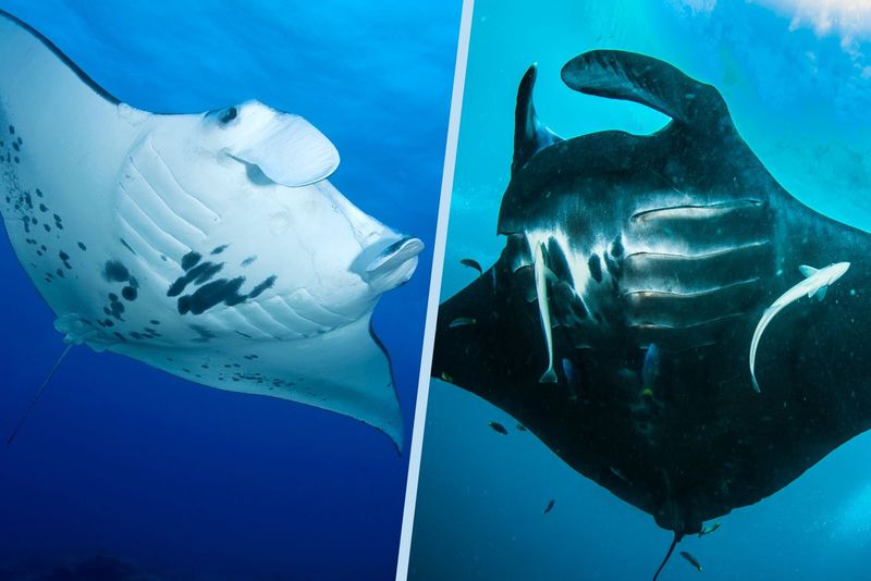 There Are Two Main Species – Reef And Giant Oceanic Mantas
