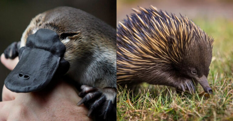These Rare Egg-Laying Mammals Refuse To Go Extinct