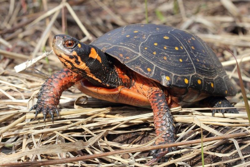 Shell Rot And Pollution Pose Growing Threats To Their Survival