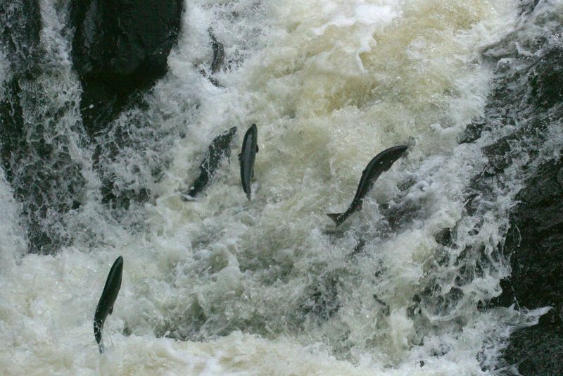 Restoration Projects Are Reopening Rivers