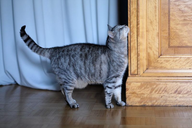 Your Cat May Be Looking For A Place To Hide