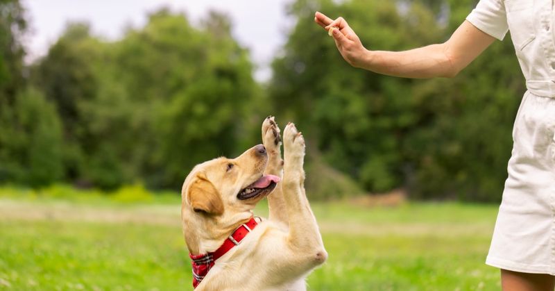 They Respond To Your Commands And Cues